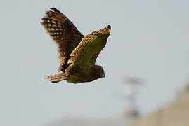 Marsh Owl