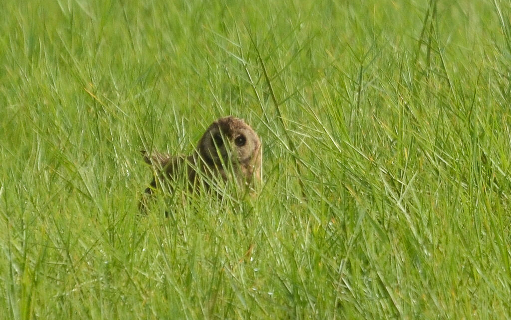 Hibou du Capadulte