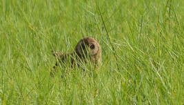 Hibou du Cap