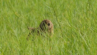 Marsh Owl