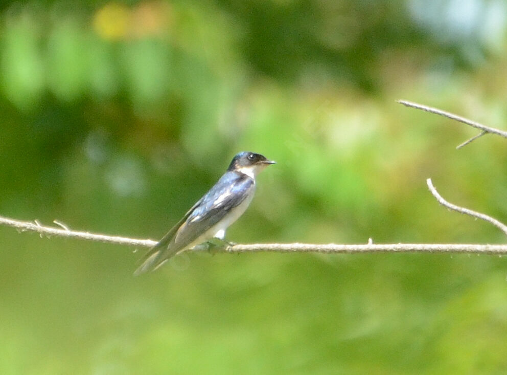 Pied-winged Swallow, identification