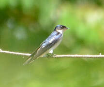 Pied-winged Swallow