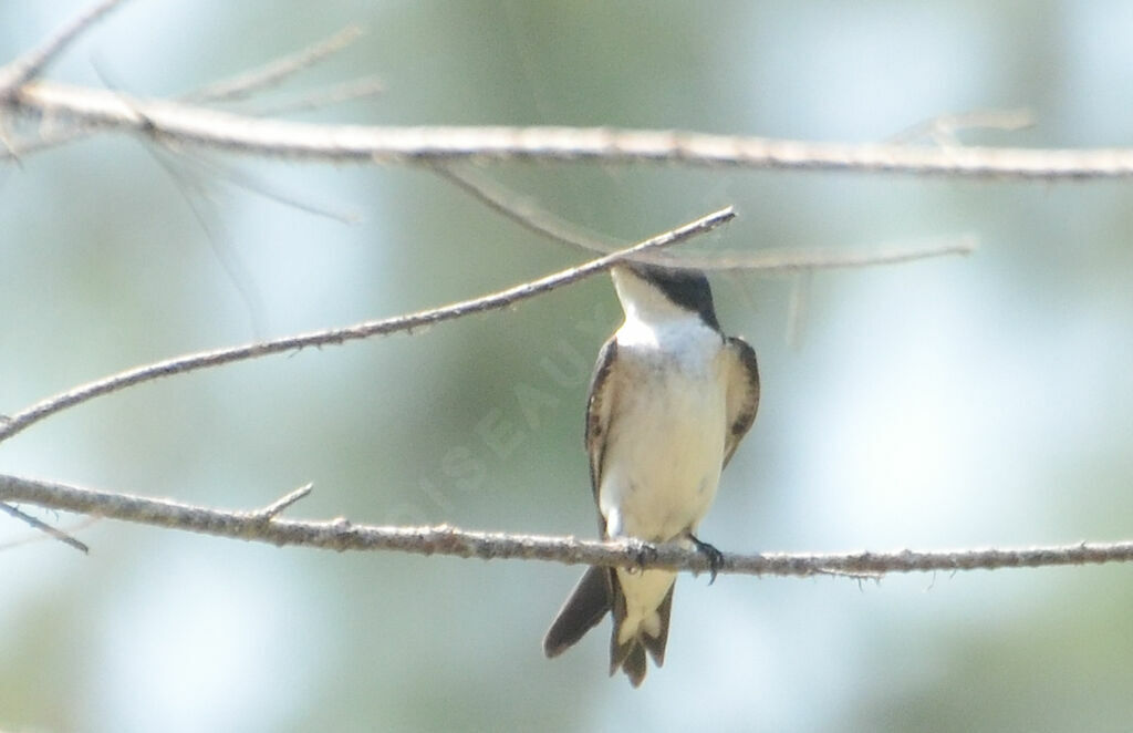 Hirondelle à ailes tachetées