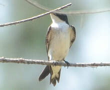 Pied-winged Swallow