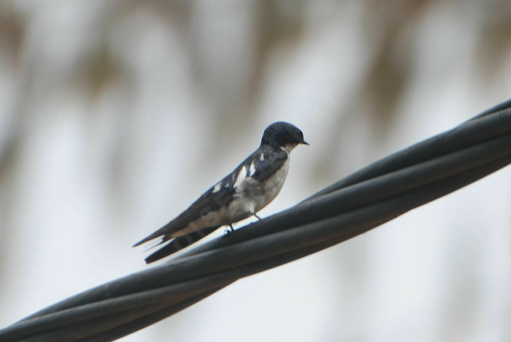 Pied-winged Swallowadult, identification