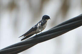 Pied-winged Swallow