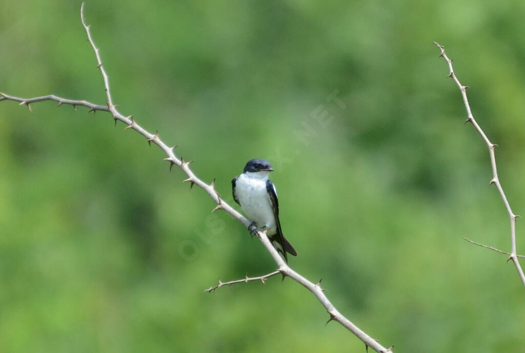 Hirondelle à ailes tachetéesadulte, identification