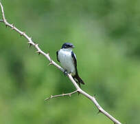 Pied-winged Swallow