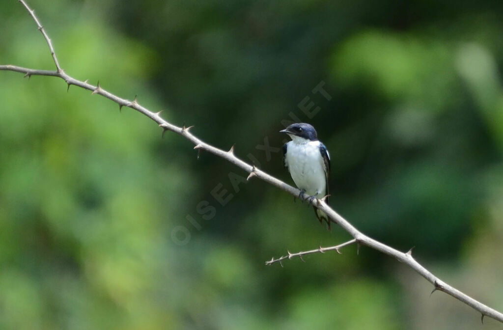 Hirondelle à ailes tachetéesadulte, identification