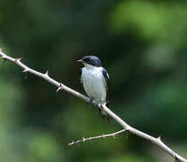 Pied-winged Swallow