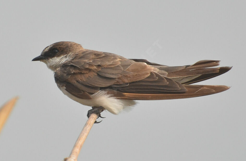 Banded Martinadult, identification