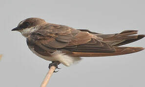 Banded Martin