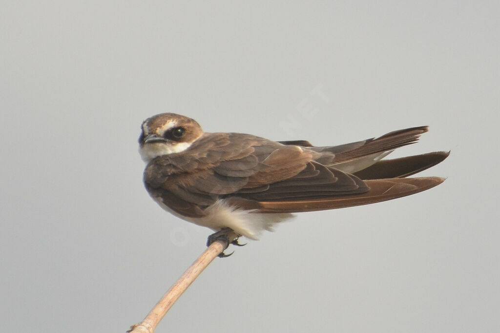 Hirondelle à collieradulte, identification