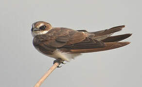 Banded Martin