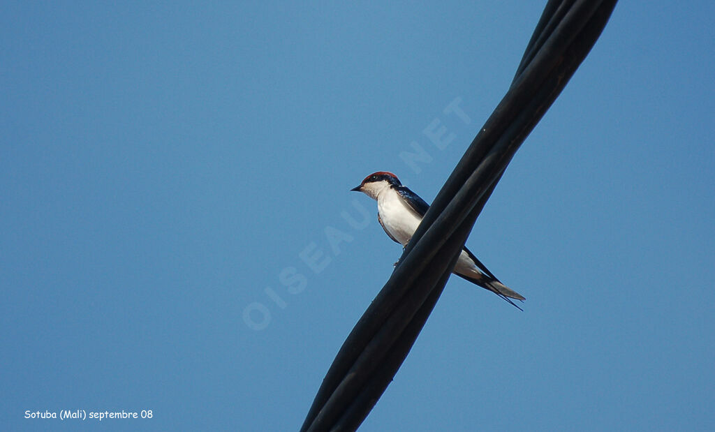 Wire-tailed Swallow