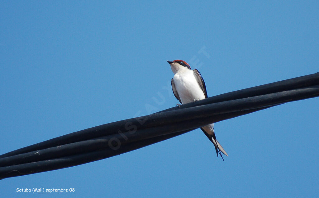 Wire-tailed Swallow