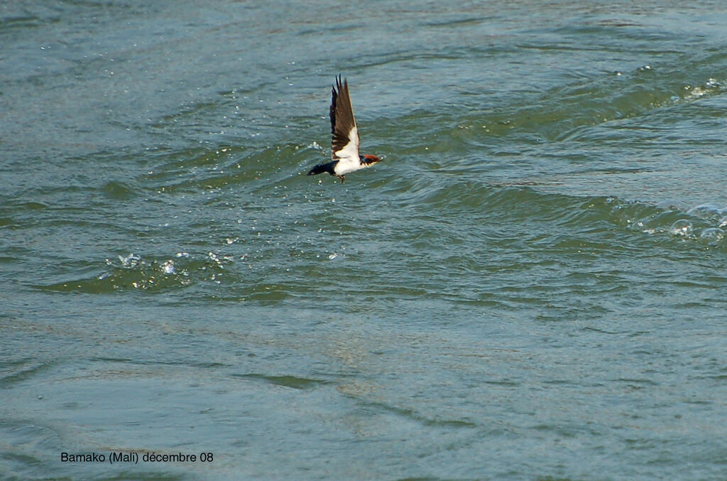 Wire-tailed Swallow