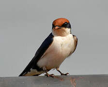 Wire-tailed Swallow