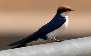 Wire-tailed Swallow