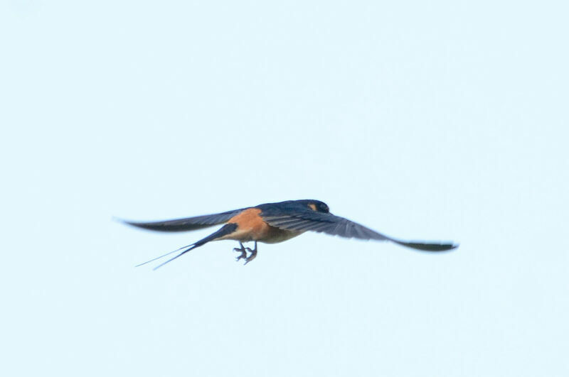 Red-breasted Swallow, Flight