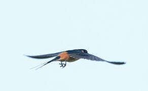 Red-breasted Swallow