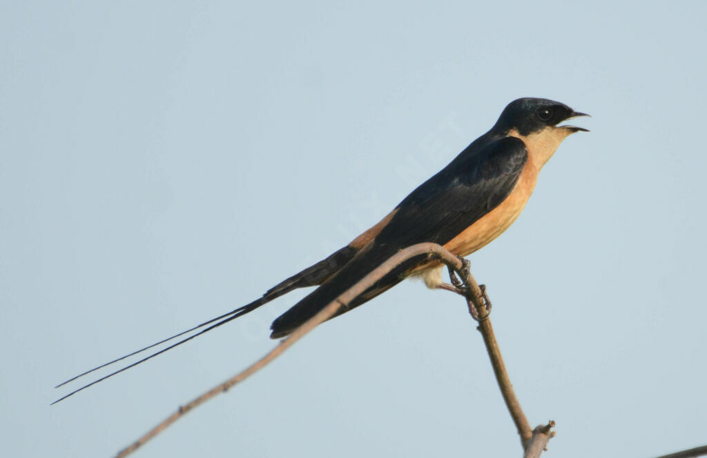 Red-breasted Swallowadult breeding, identification