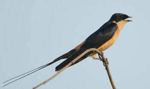 Red-breasted Swallow