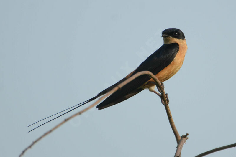 Red-breasted Swallowadult breeding, identification