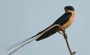 Red-breasted Swallow