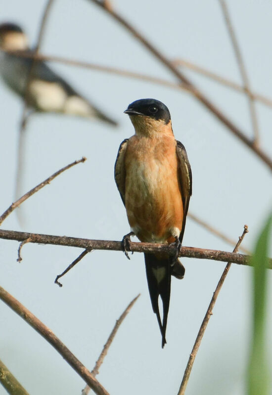 Red-breasted Swallowadult breeding