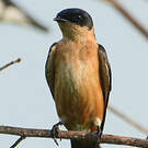 Hirondelle à ventre roux