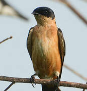 Red-breasted Swallow