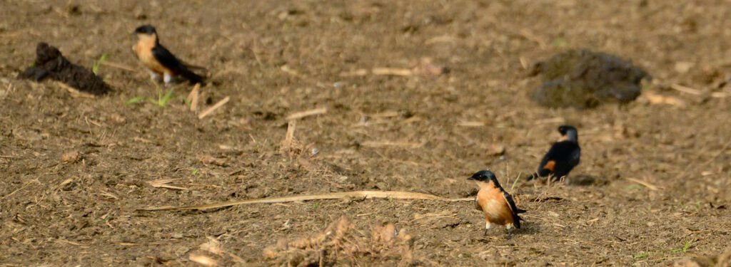 Hirondelle à ventre roux