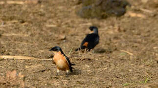 Red-breasted Swallow