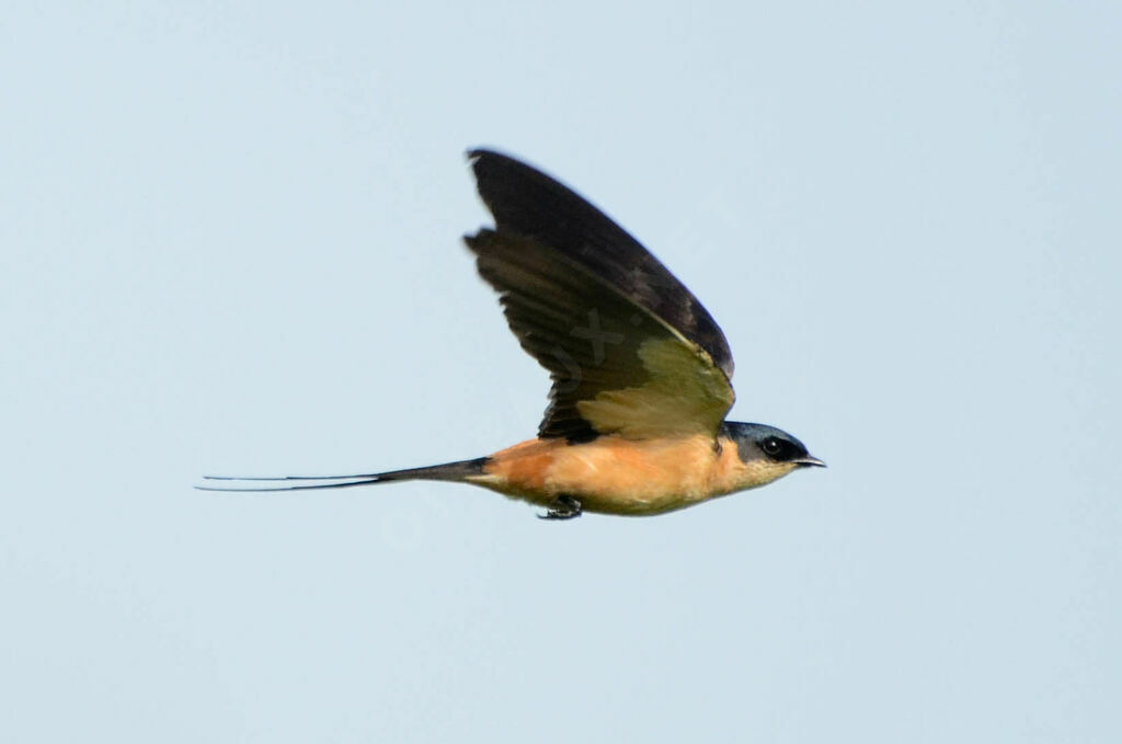 Hirondelle à ventre rouxadulte nuptial, Vol