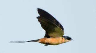 Red-breasted Swallow