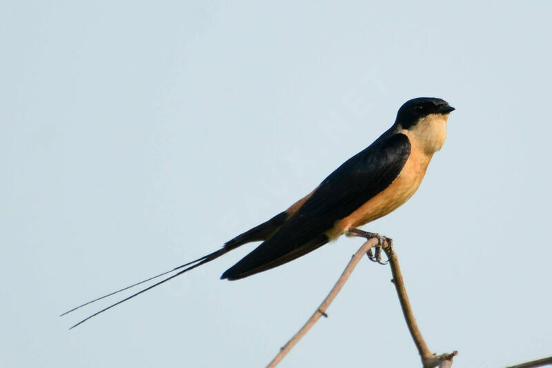 Red-breasted Swallowadult breeding, song