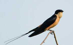 Red-breasted Swallow