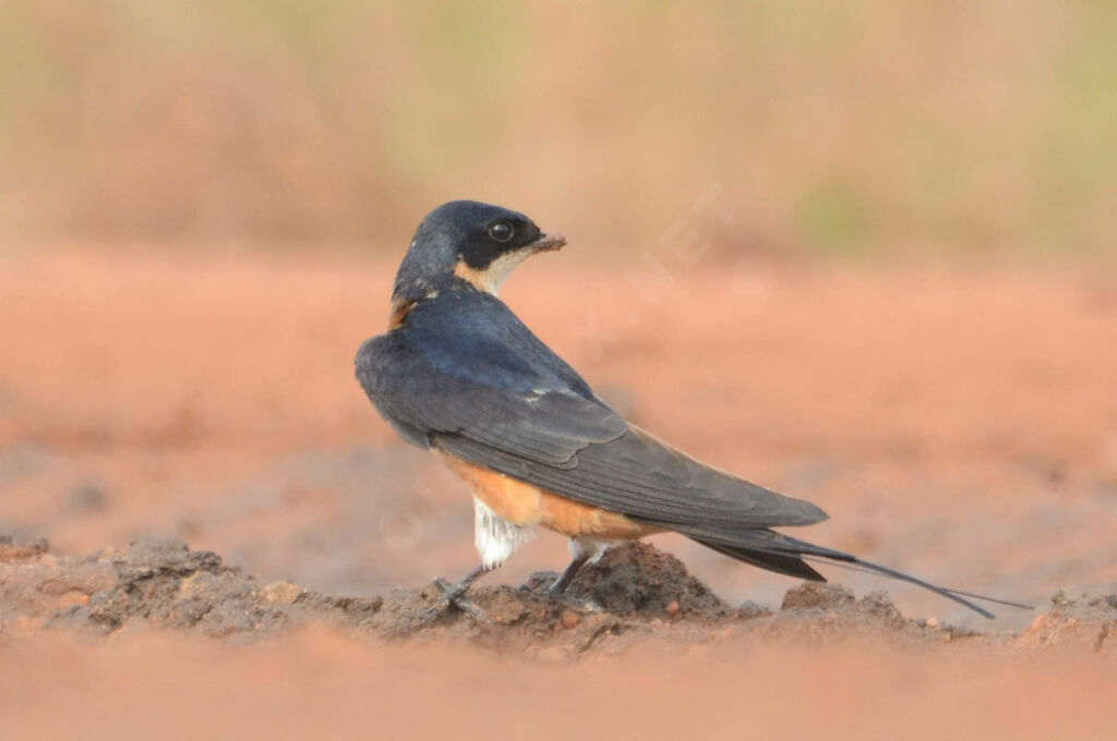 Red-breasted Swallowadult breeding, identification