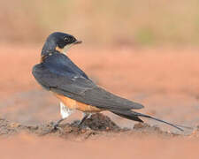 Red-breasted Swallow