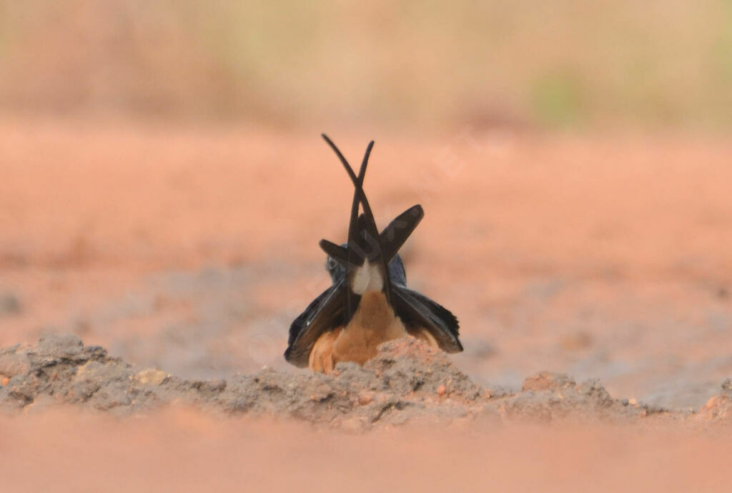 Hirondelle à ventre rouxadulte