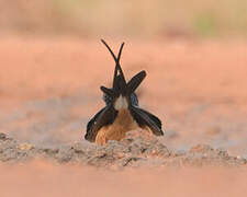 Red-breasted Swallow