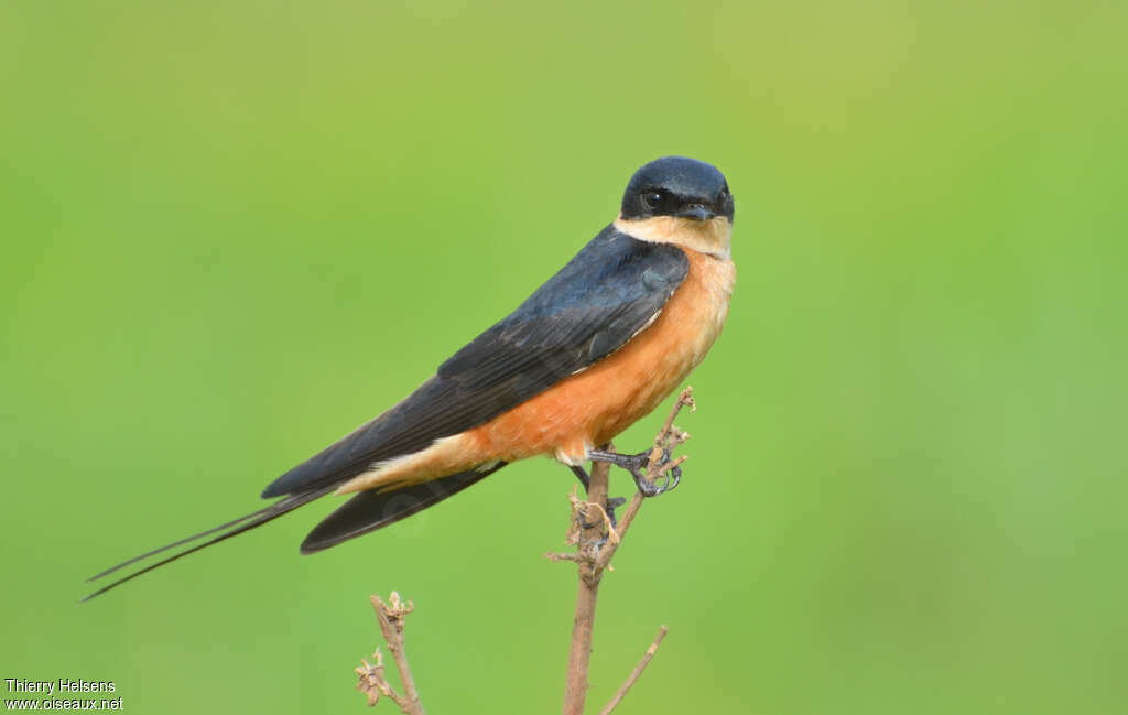 Hirondelle à ventre rouxadulte