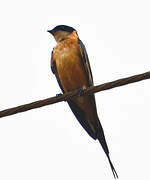 Red-breasted Swallow