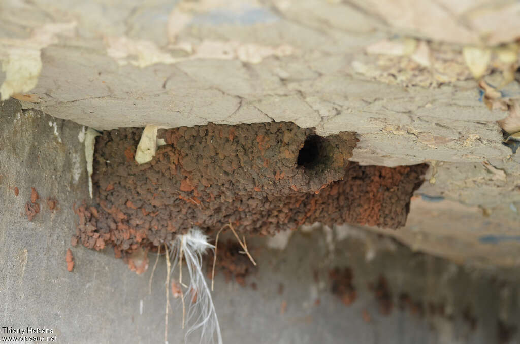 Red-breasted Swallow, Reproduction-nesting