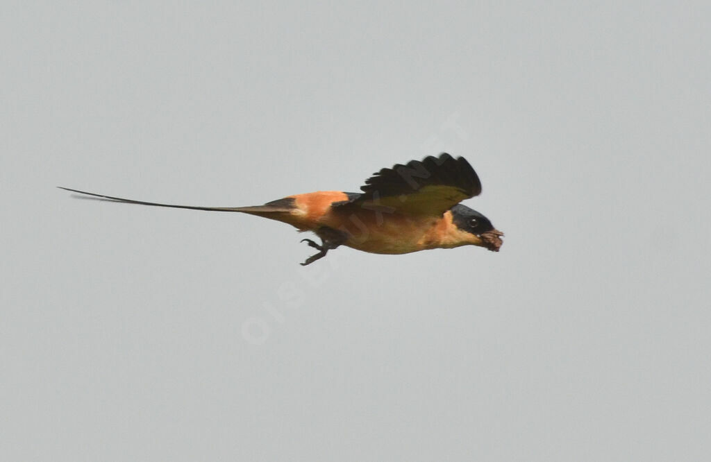 Hirondelle à ventre rouxadulte, Vol