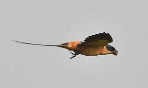 Red-breasted Swallow