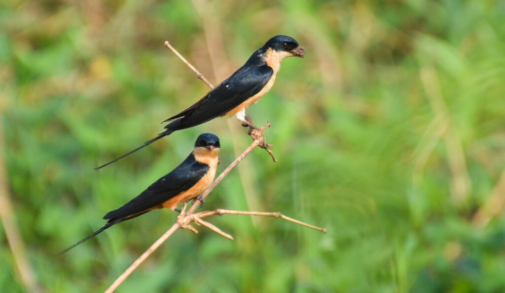 Hirondelle à ventre rouxadulte nuptial