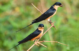 Red-breasted Swallow