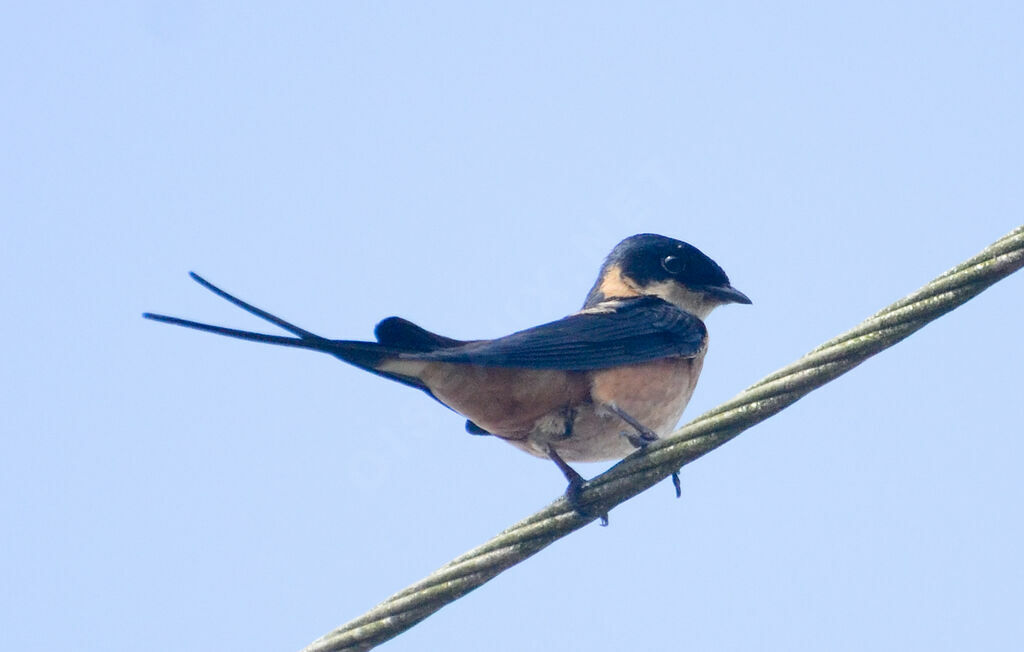 Hirondelle à ventre rouxadulte, identification